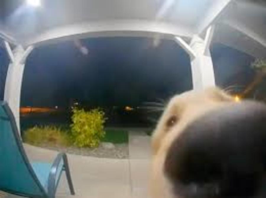 Perro toca el timbre de su casa para que lo dejen entrar otra vez (2)