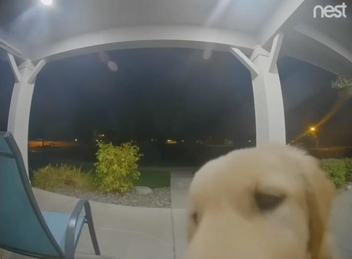 Perro toca el timbre de su casa para que lo dejen entrar otra vez (2)