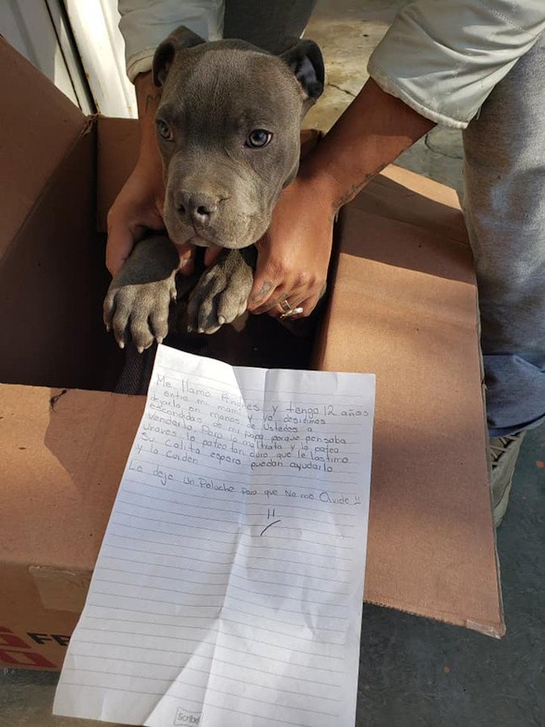 Por todo el maltrato por parte de su padre, niño dio en adopción a su perrito