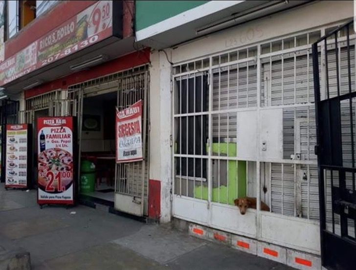Resuelta situación de perrito tras la rejas