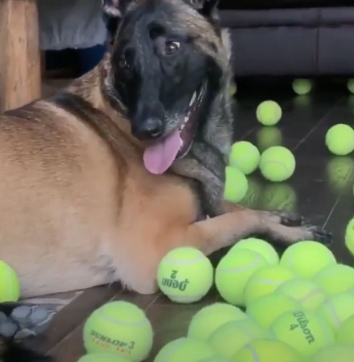 Un perro se llevó la gran sorpresa y se volvió loco el día de su cumpleaños al recibir 400 pelotas de tenis de regalolistas paran en la vía para cambiar un neumático y poco después se dan cuenta que están acompañados 1