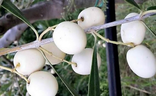 antigua aceituna blanca 1