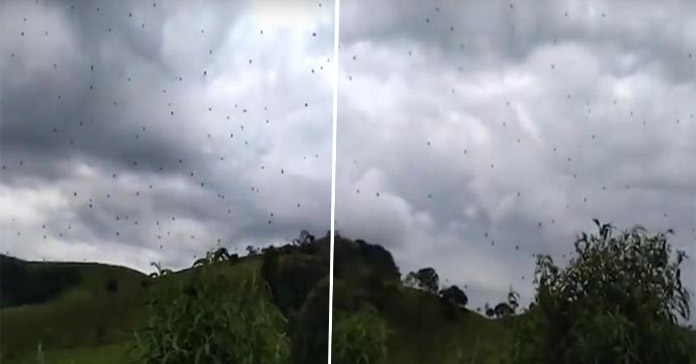 Arañas caen del cielo en Brasil