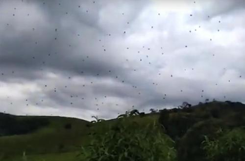 Arañas caen del cielo en Brasil