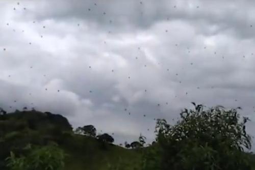 Arañas caen del cielo en Brasil