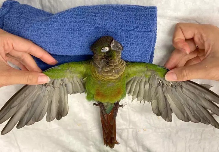 alas-plumas-prostéticas-3