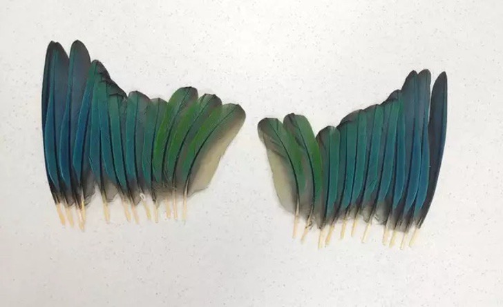 alas-plumas-prostéticas-4