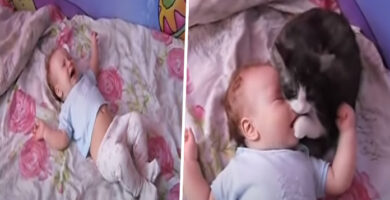 Gatito acude a darle consuelo a su bebé humano porque llora