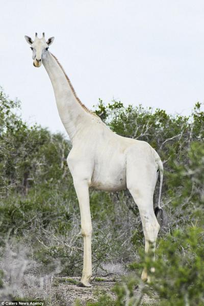 jirafa blanca