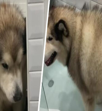 Philip, adorable perrito malamute que quiere evitar bañarse