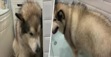 Philip, adorable perrito malamute que quiere evitar bañarse