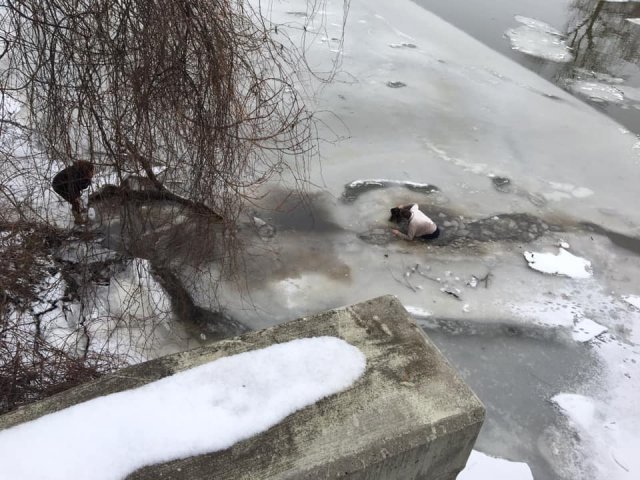 ¡Perro al Agua!: Hombre se zambulle en lago para rescatar a un perro extraviado.