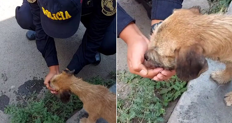 Agentes de policía prestan ayuda a perro de la calle, durante la cuarentena
