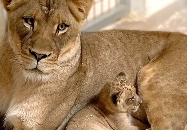 1. Tatu, el pequeño león que juega con su pa