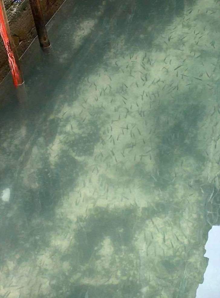 2. Peces en Venecia