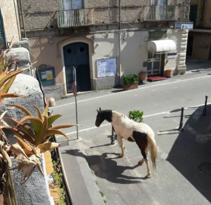 5. Paseando libremente por las calles