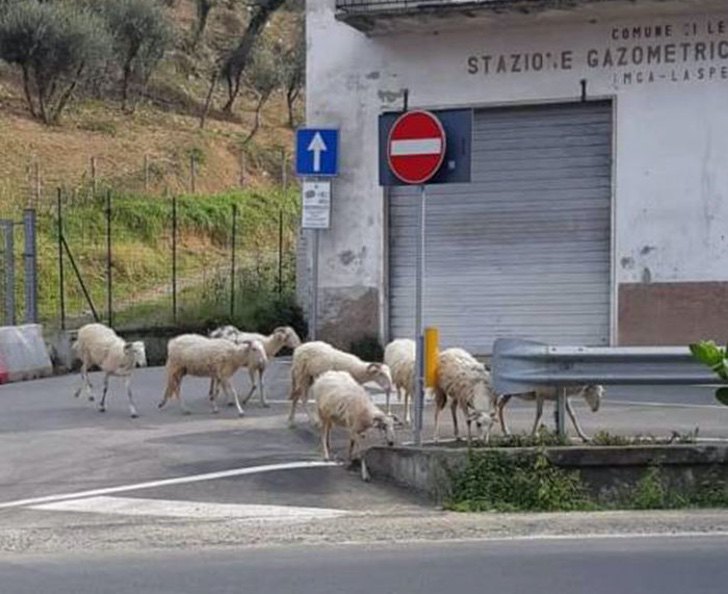 6. Paseando un rato con mi manada 