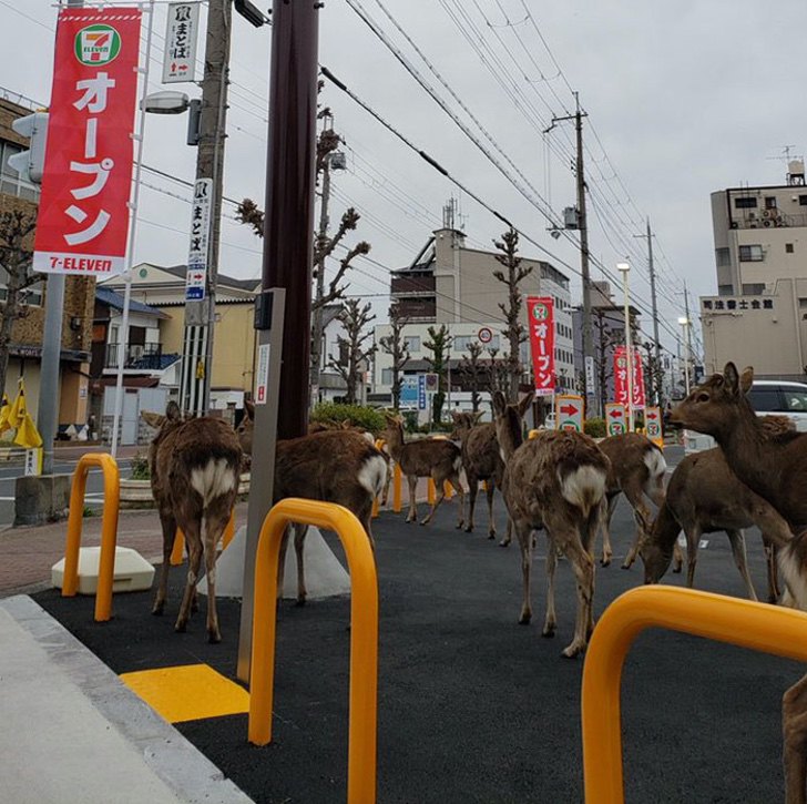 8. Paseando por las calles de Japón.