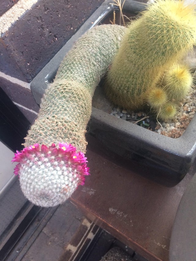 12. Mi cactus y su rara forma de crecer.