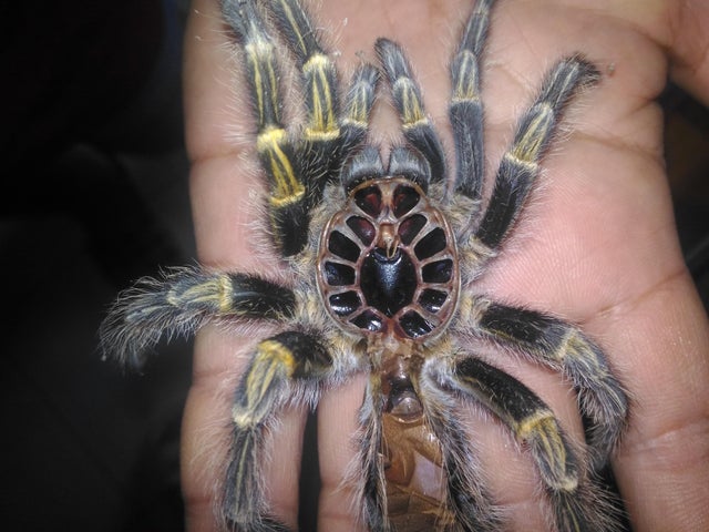 17. Tarántula mudando su piel.
