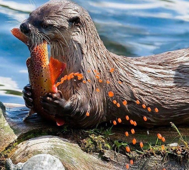 18. Nutria comiendo caviar