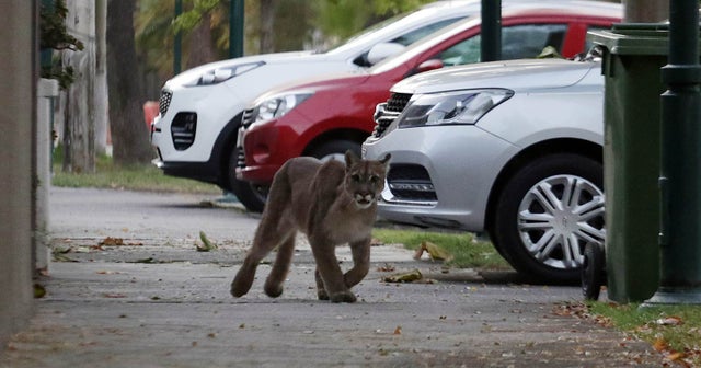 7. Toque de queda en Santiago por el COVID-19 y este puma buscando alimento.
