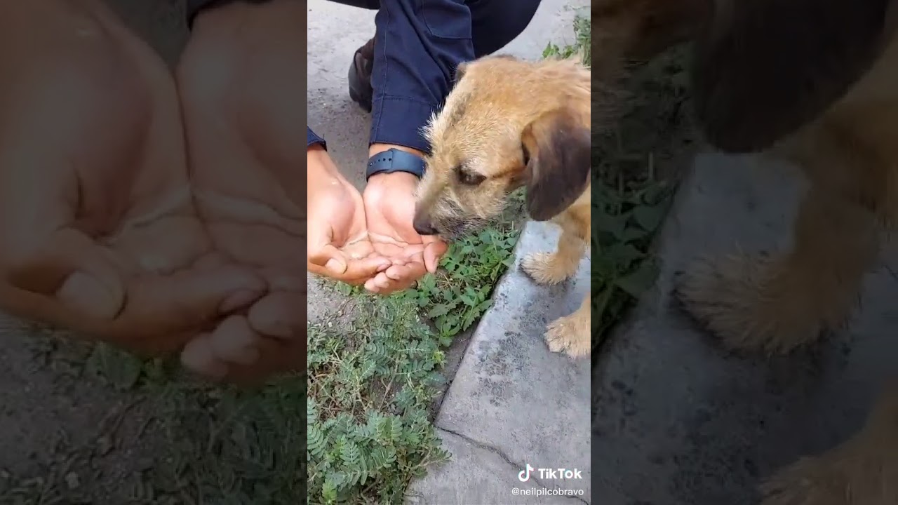 policías ayudan a un pequeño peludo