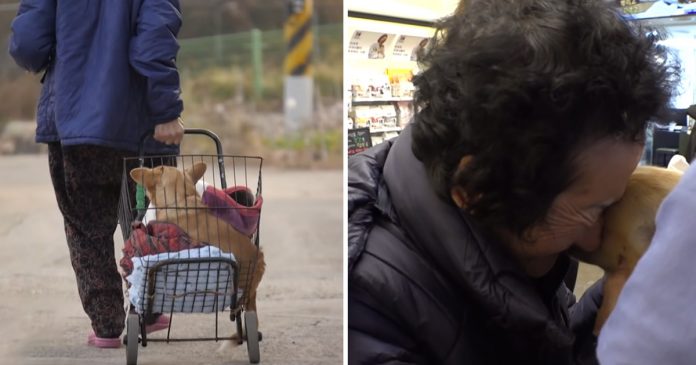 perrito inmovilizado