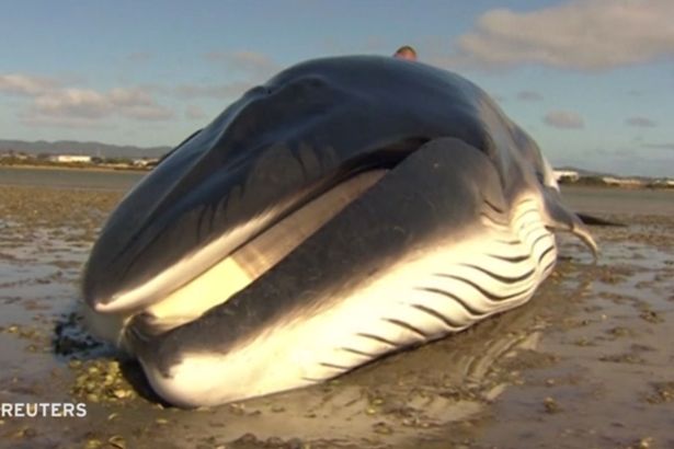 Ballena queda varada en playa de Nueva Zelanda hasta que madre e hija la encuentran