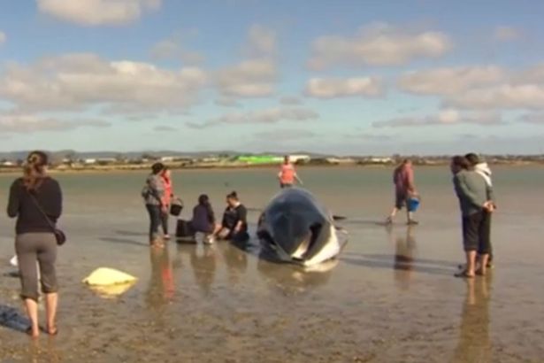 Ballena queda varada en playa de Nueva Zelanda hasta que madre e hija la encuentran
