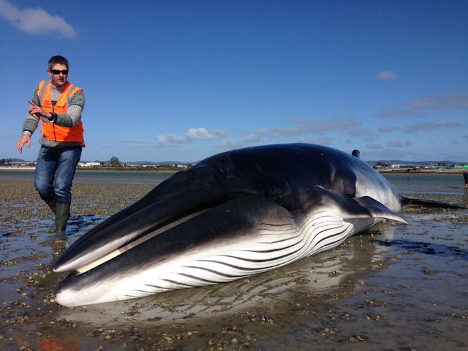 Ballena queda varada en playa de Nueva Zelanda hasta que madre e hija la encuentran