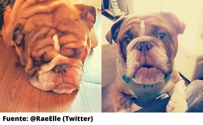 Big Poppa el bulldog afectado por el confin