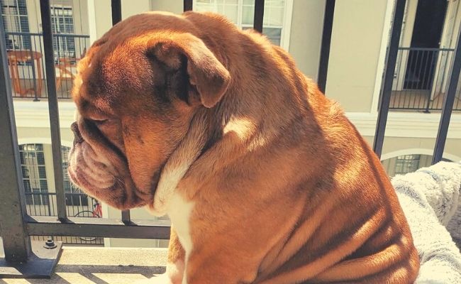 Big Poppa el bulldog afectado por el confinamiento1