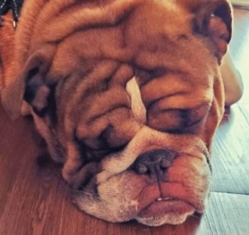 Big Poppa el bulldog afectado por el confinamiento1