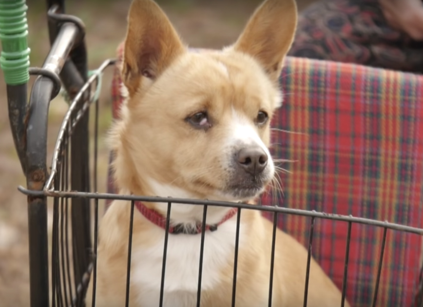 perrito inmovilizado