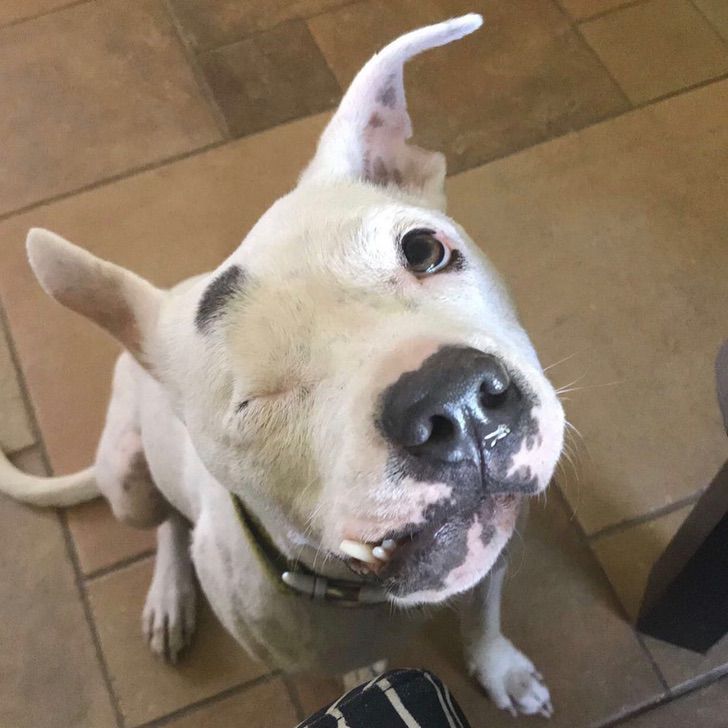 Cachorro pierde un ojo tras maltrato animal y ahora vive feliz1