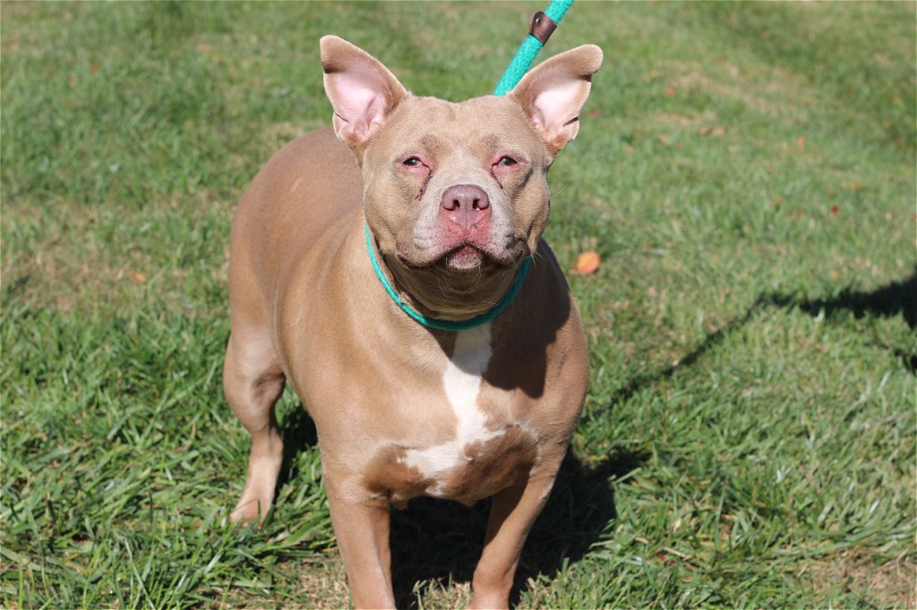 cachorros de pitbull
