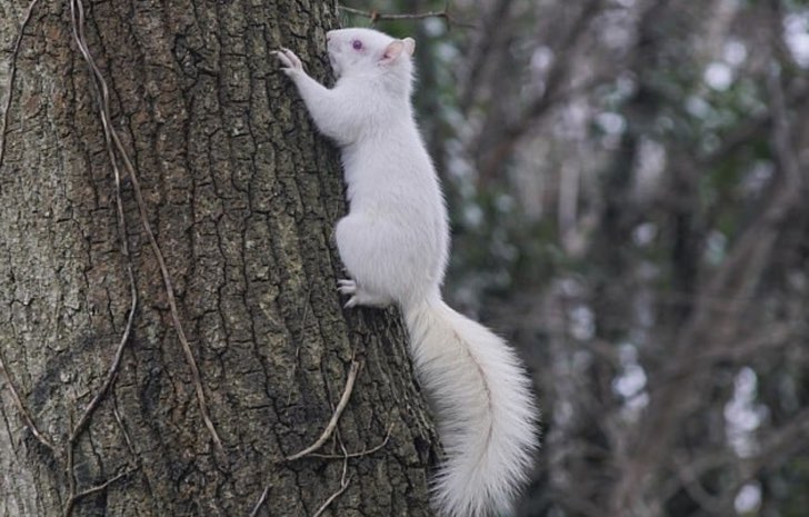 Con su inmaculado pelaje sorprende a un fotógrafo. Esta amistosa ardilla albina se deja fotografiar por su nuevo amigo fotógrafo.1