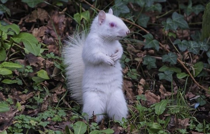 Con su inmaculado pelaje sorprende a un fotógrafo. Esta amistosa ardilla albina se deja fotografiar por su nuevo amigo fotógrafo.343