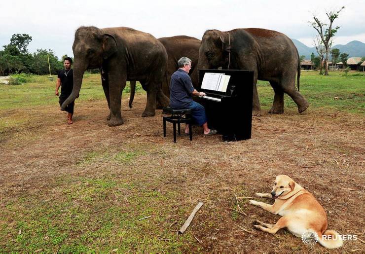 El voluntario británico Paul Barton toca el piano para elefantes enfermos, maltratados, retirados y rescatados en un santuario a lo largo de la frontera entre Tailandia y Myanmar.
