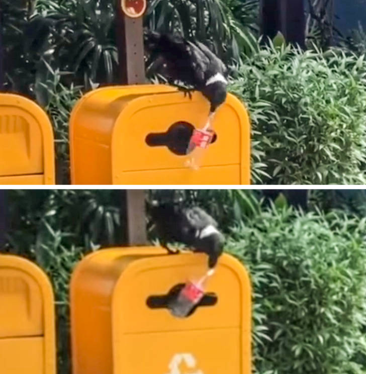Las aves nos ayudan, en la misión de limpiar el planeta. Este cuervo recoge botellas de plástico y las pone en un contenedor de basura.