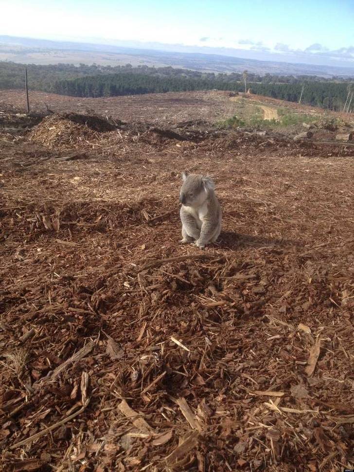 Lo que quedo de la vivienda de este koala.