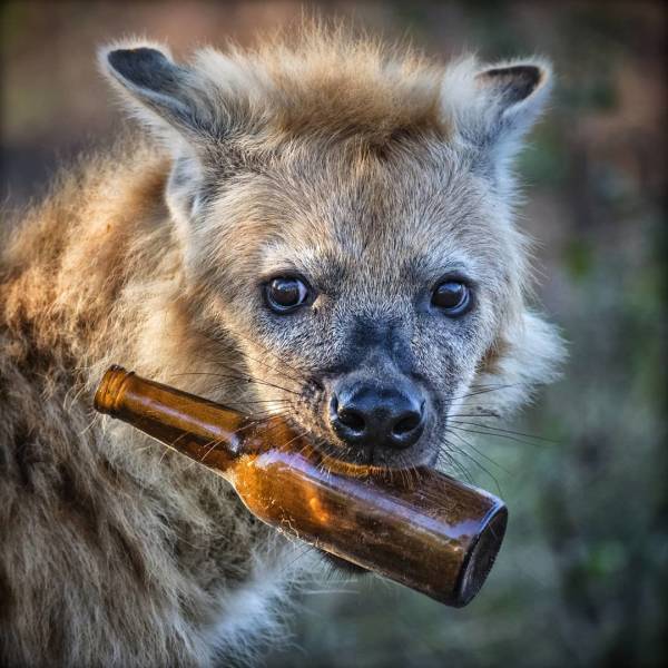 incluso en un santuario como el Parque Nacional Kruger, el humano sido haciendo destrozos.