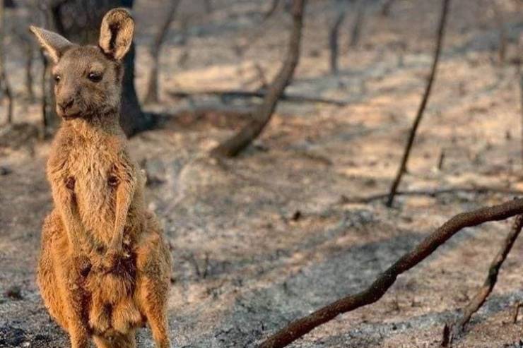 Un canguro sufre los incendios forestales en Australia.