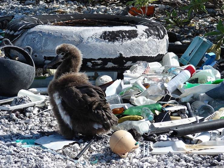 El albatros de Laysan vive en pilas de basura debido a la contaminación global