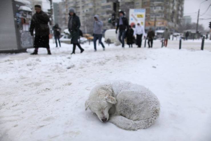 Un perro callejero en Bucarest se acurruca en una calle después de una tormenta de nieve.