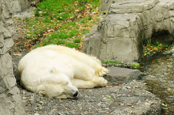 Gus, un oso polar que se convirtió en el símbolo de la interferencia humana, al ser trasladado de su ambiente natural ártico a un zoológico en NY.