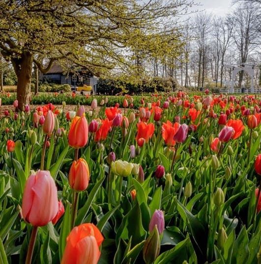 El jardín de tulipanes más grande de Asia florece en soledad por el aislamiento del Coronavirus44