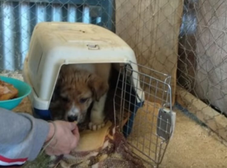 Este cachorro no se despega de su madre luego que ella se ha quedado sin vida1