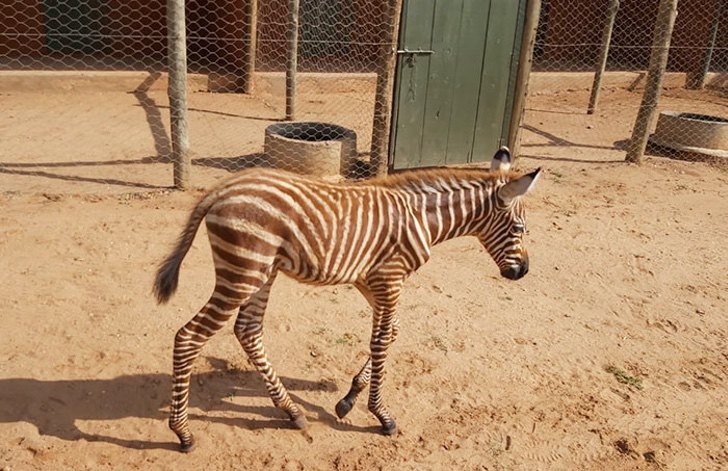 Estos cuidadores utilizan trajes de animal print similares a una cebra para ganar su confianza